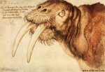 Albrecht Dürer - The Walrus - 1521