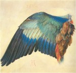 Albrecht Dürer - Wing of a Blue Roller
